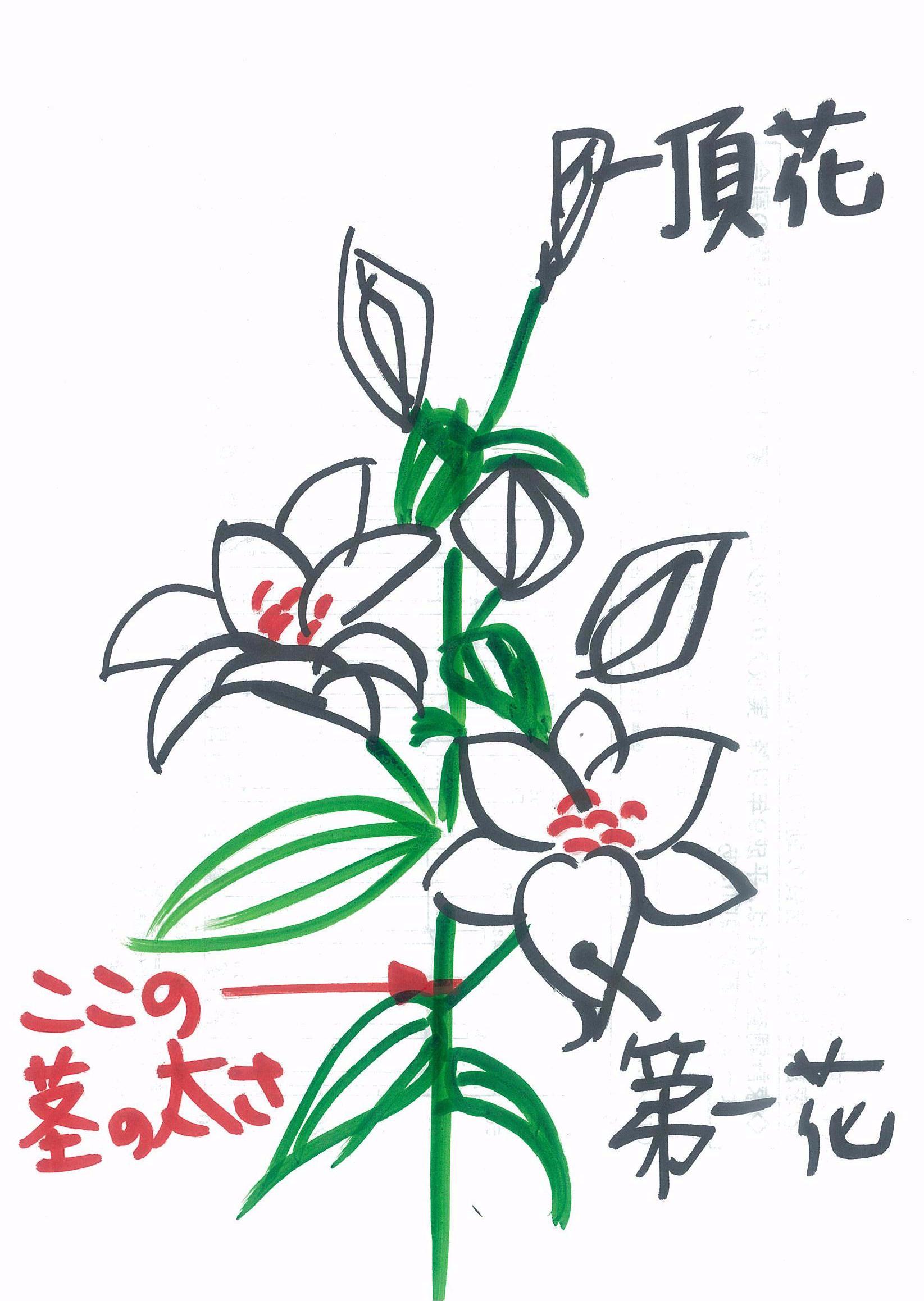lilyflower.JPG